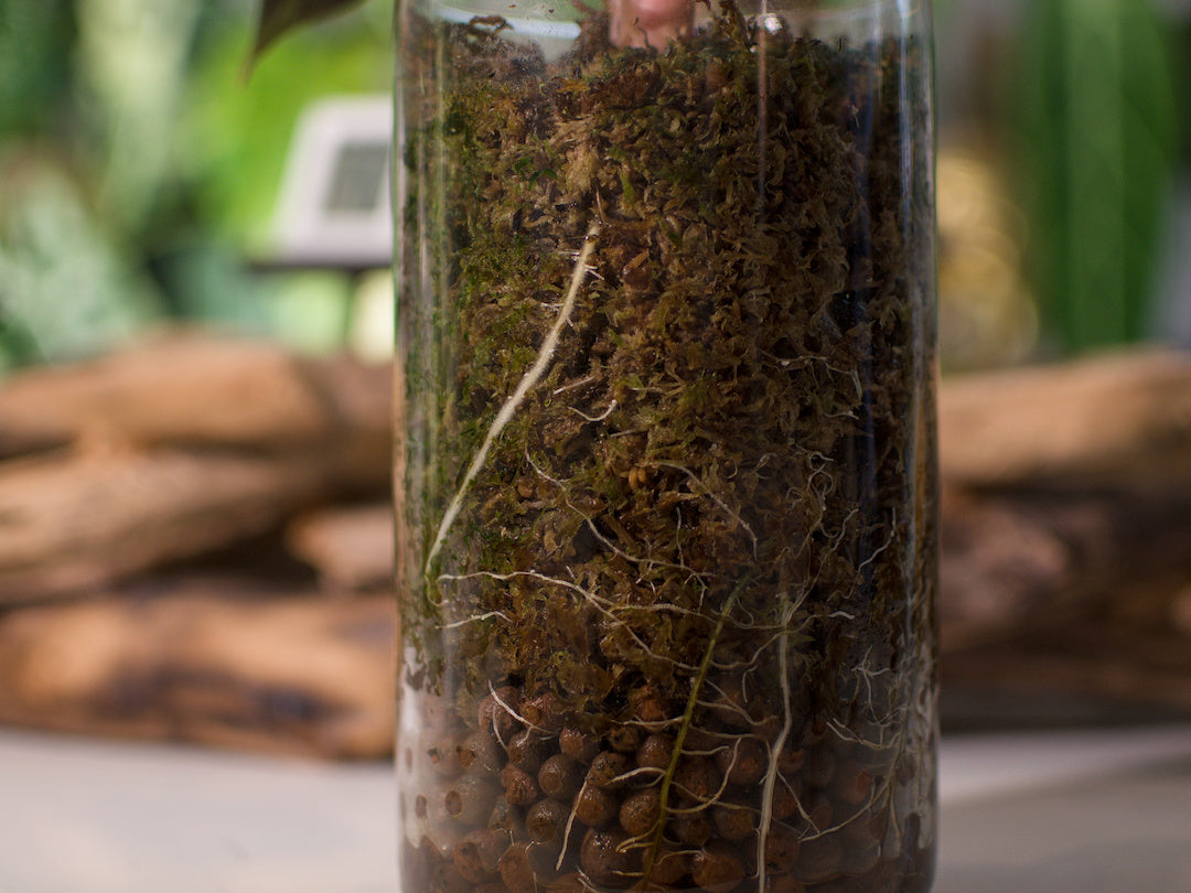 Alocasia Pink Dragon - Semi-Hydro