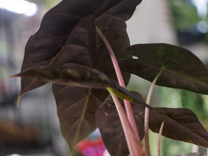 Alocasia Pink Dragon - Semi-Hydro
