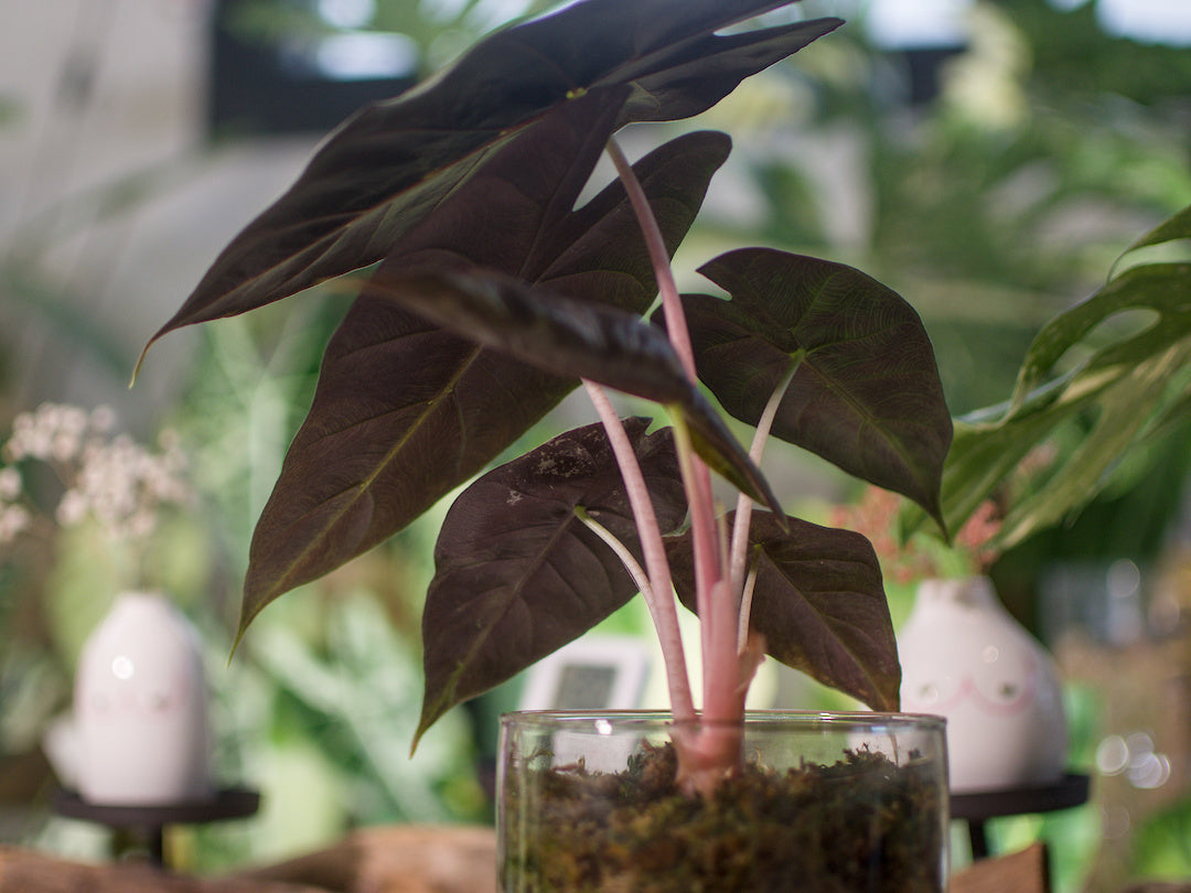 Alocasia Pink Dragon - Semi-Hydro