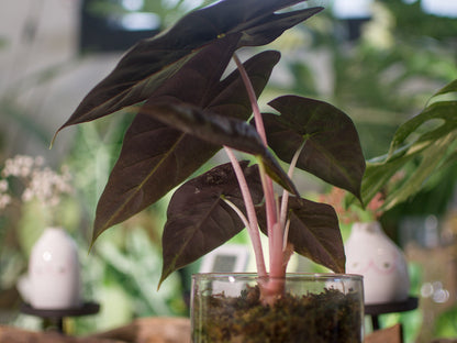 Alocasia Pink Dragon - Semi-Hydro