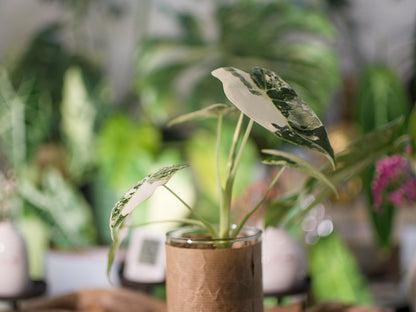 Alocasia Frydek Variegata — Semi-hydro