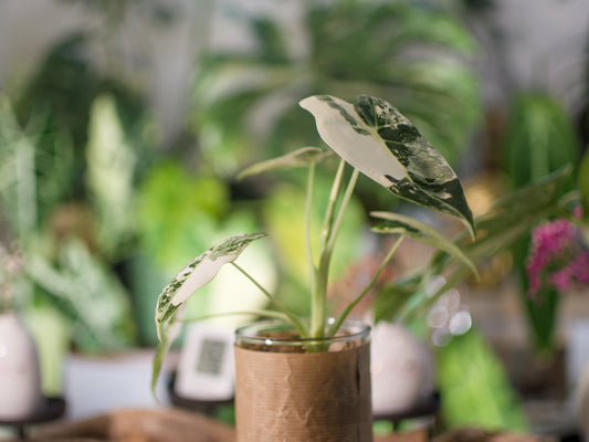Alocasia Frydek Variegata — Semi-hydro