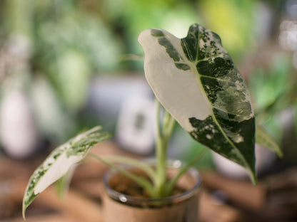Alocasia Frydek Variegata — Semi-hydro