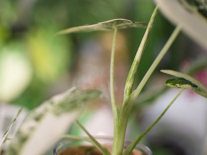 Alocasia Frydek Variegata — Semi-hydro