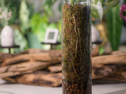 Alocasia Frydek Variegata — Semi-hydro