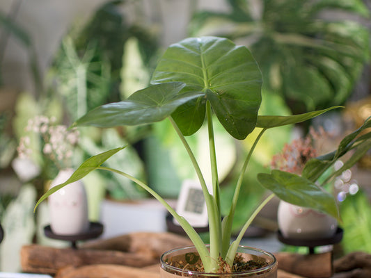 Alocasia Macrorrhizos - Semi-Hydro