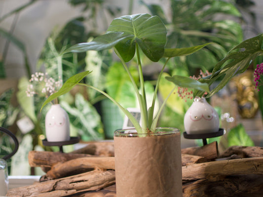 Alocasia Macrorrhizos - Semi-Hydro