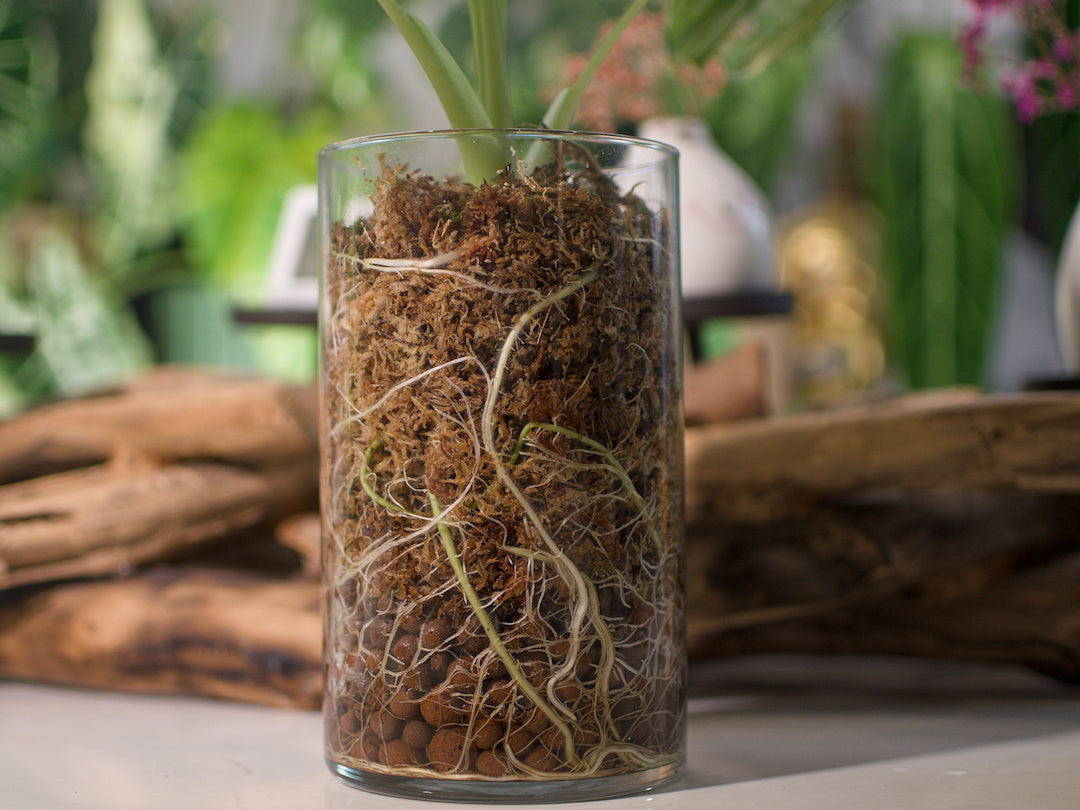 Alocasia Macrorrhizos - Semi-Hydro