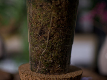 Alocasia Pseudo Sanderiana Pink