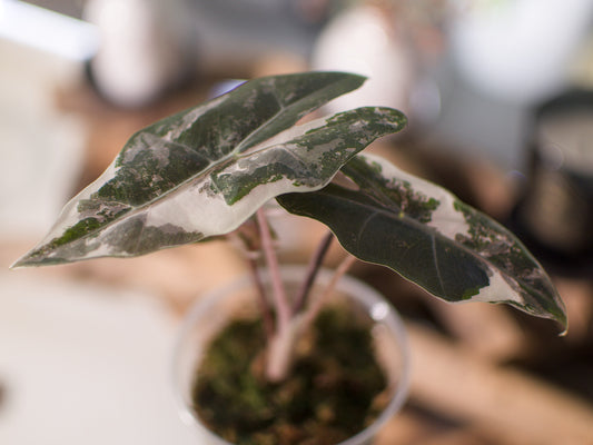 Alocasia Pseudo Sanderiana Pink