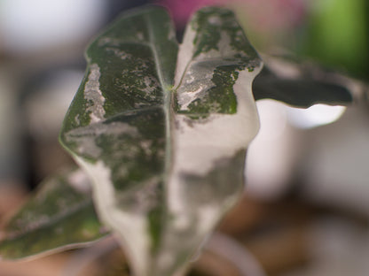 Alocasia Pseudo Sanderiana Pink