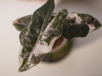 Alocasia Pseudo Sanderiana Pink