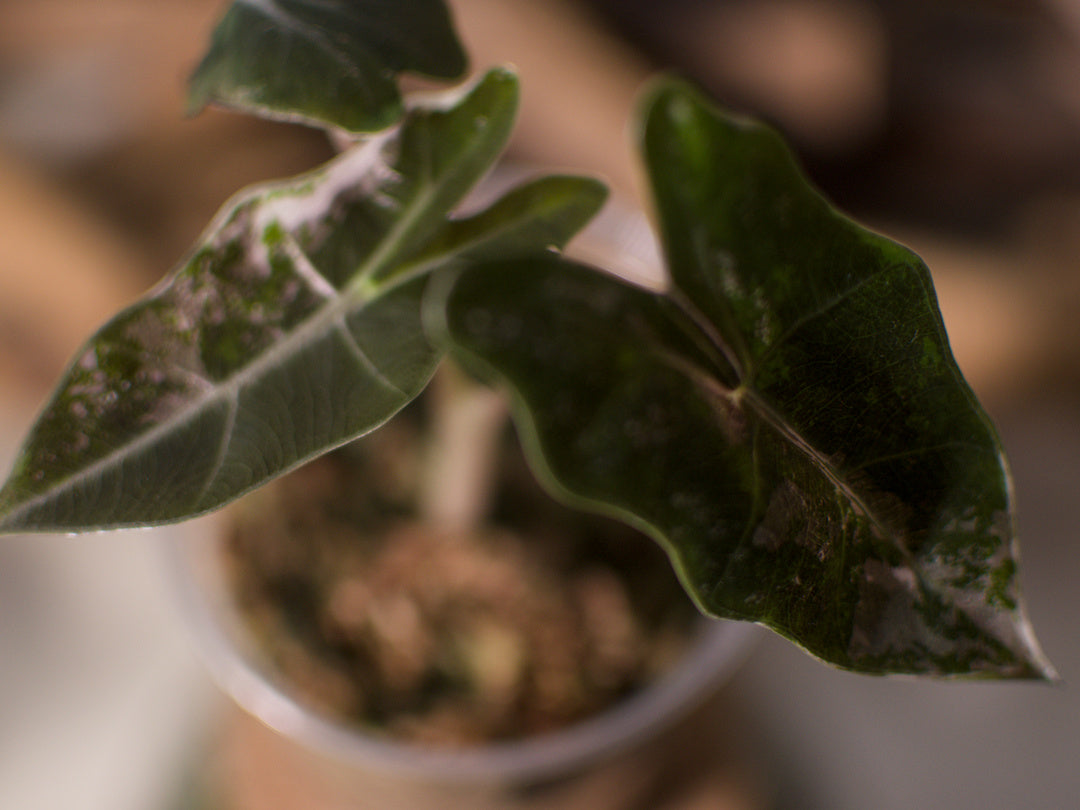 Alocasia Pseudo Sanderiana Pink