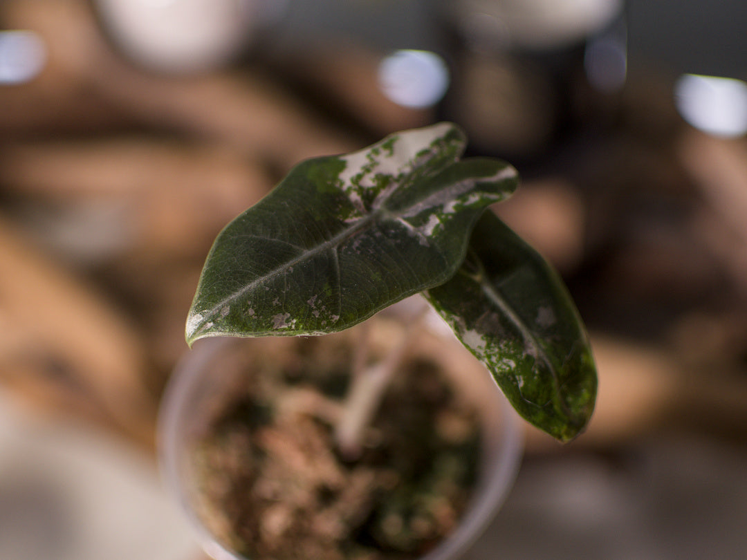 Alocasia Pseudo Sanderiana Pink