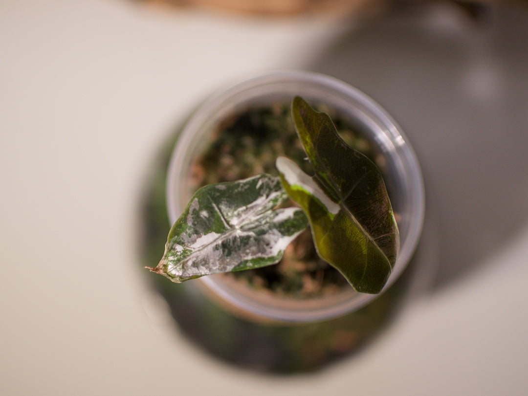 Alocasia Pseudo Sanderiana Pink