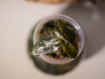 Alocasia Pseudo Sanderiana Pink