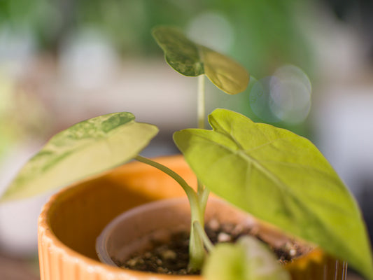 Alocasia macrorrhizos ‘Aurea' - Plant x Me