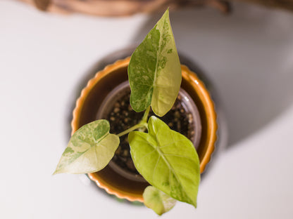 Alocasia macrorrhizos ‘Aurea'