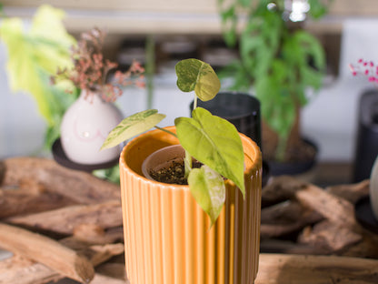 Alocasia macrorrhizos ‘Aurea'