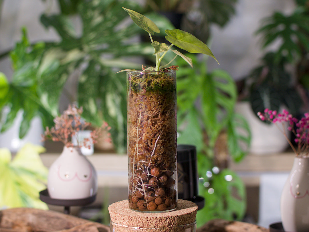 Alocasia macrorrhiza ‘Aurea’ – Semi-hydroponie