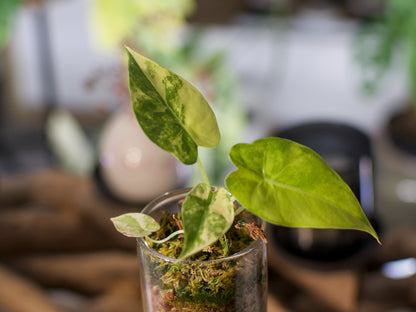 Alocasia macrorrhiza ‘Aurea’ – Semi-hydroponie