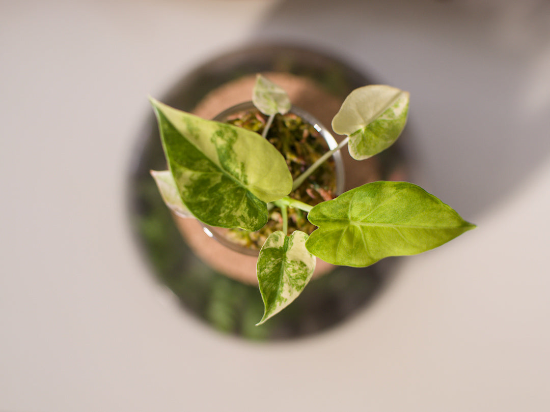 Alocasia macrorrhiza ‘Aurea’ – Semi-hydroponie