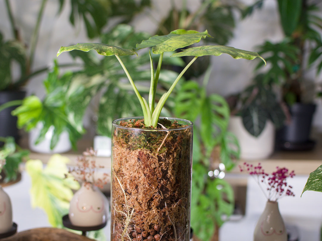 Alocasia macrorrhiza ‘Aurea’ – Semi-hydroponie