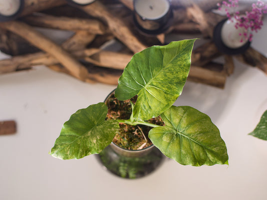 Alocasia macrorrhiza ‘Aurea’ – Semi-hydroponie