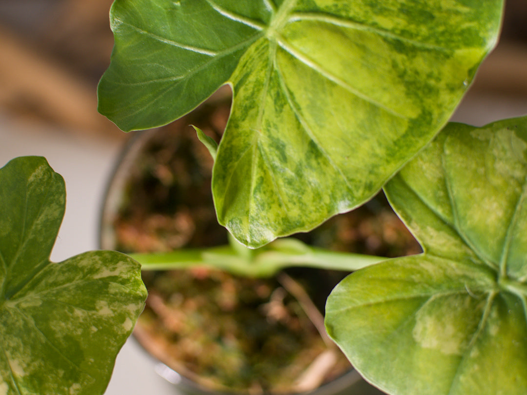 Alocasia macrorrhiza ‘Aurea’ – Semi-hydroponie