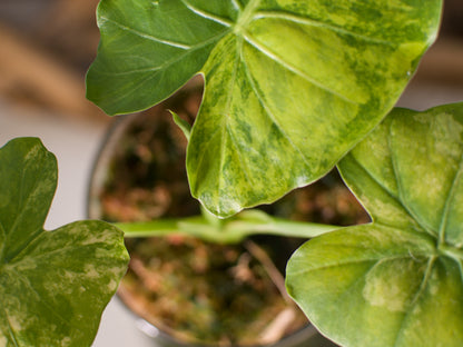 Alocasia macrorrhiza ‘Aurea’ – Semi-hydroponie