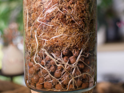 Alocasia macrorrhiza ‘Aurea’ – Semi-hydroponie