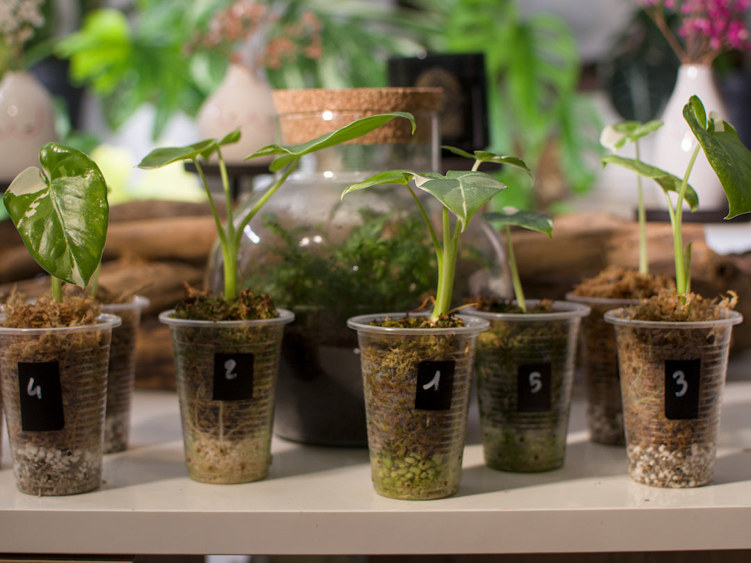 Alocasia macrorrhiza ‘Albo’