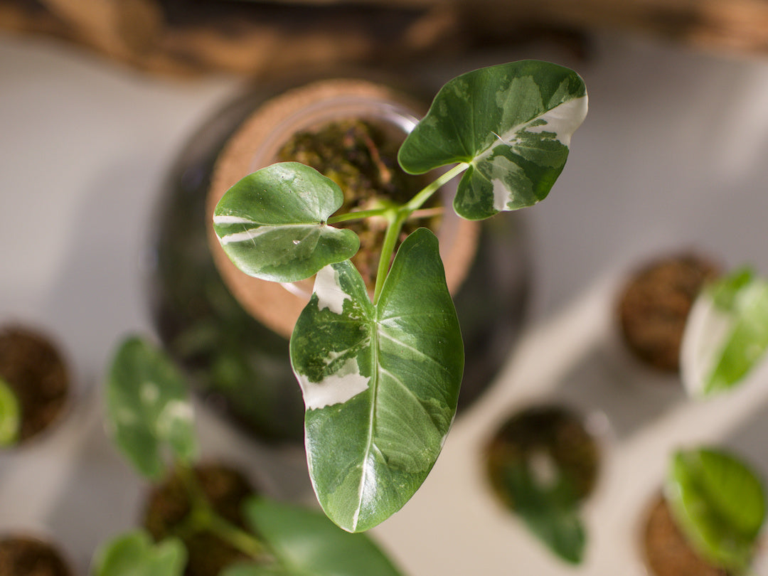 Alocasia macrorrhiza ‘Albo’