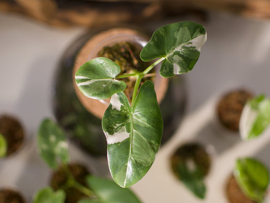 Alocasia macrorrhiza ‘Albo’