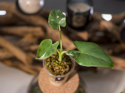 Alocasia macrorrhiza ‘Albo’