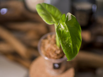 Alocasia macrorrhiza ‘Albo’