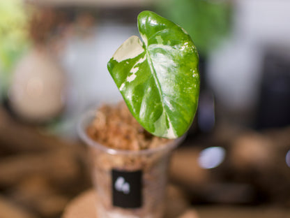 Alocasia macrorrhiza ‘Albo’