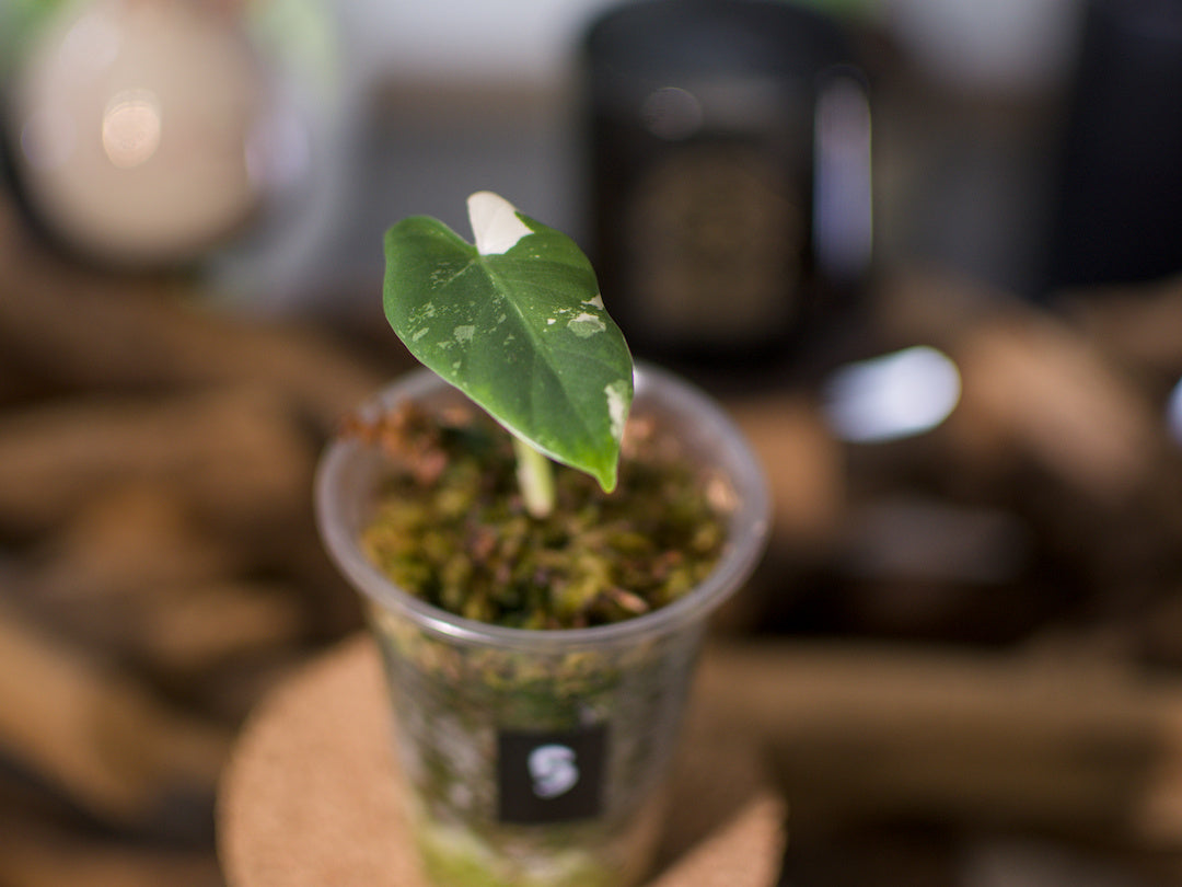 Alocasia macrorrhiza ‘Albo’