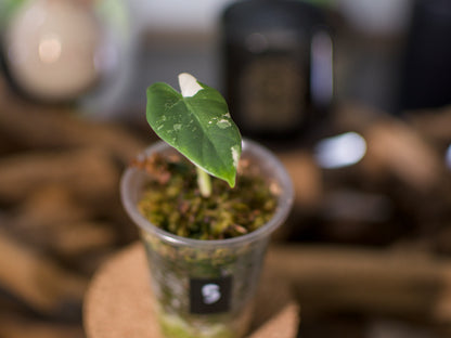 Alocasia macrorrhiza ‘Albo’