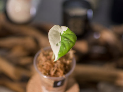 Alocasia macrorrhiza ‘Albo’
