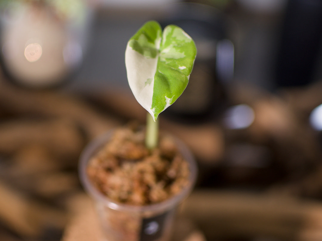 Alocasia macrorrhiza ‘Albo’