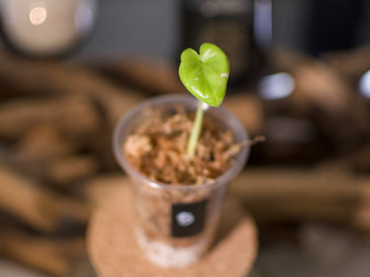 Alocasia macrorrhiza ‘Albo’