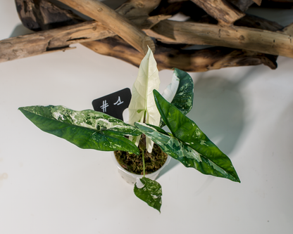 Alocasia Simpo Albo Plant x Me
