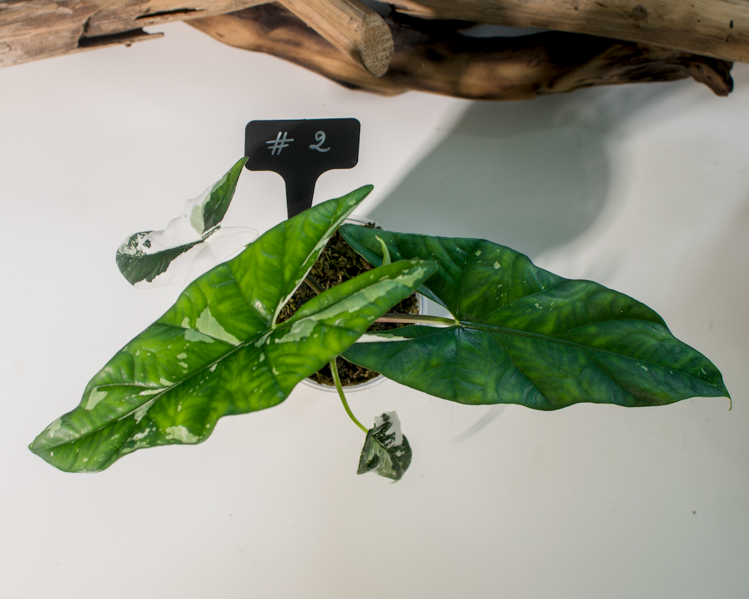 Alocasia Simpo Albo Plant x Me