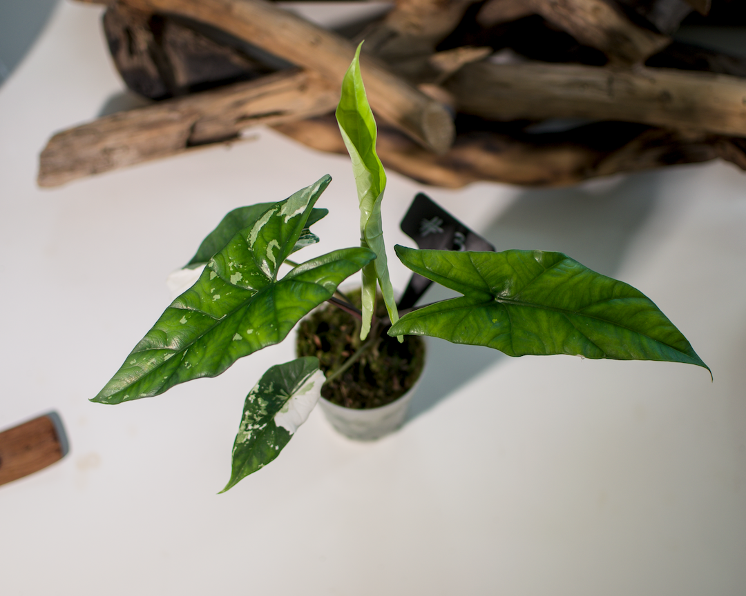 Alocasia Simpo Albo Plant x Me