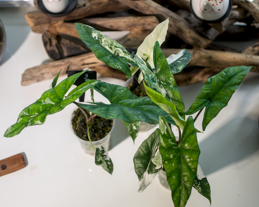Alocasia Simpo Albo Plant x Me