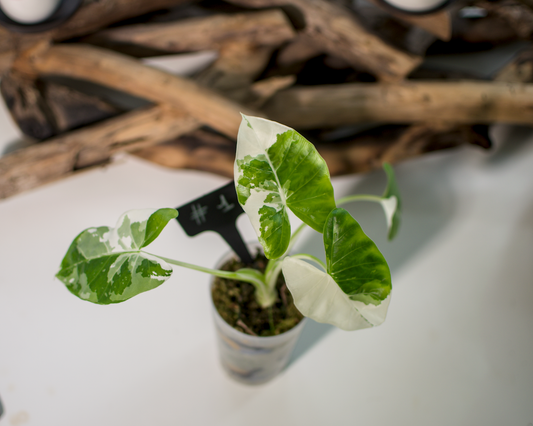 Alocasia macrorrhiza ‘Albo’ Plant x Me