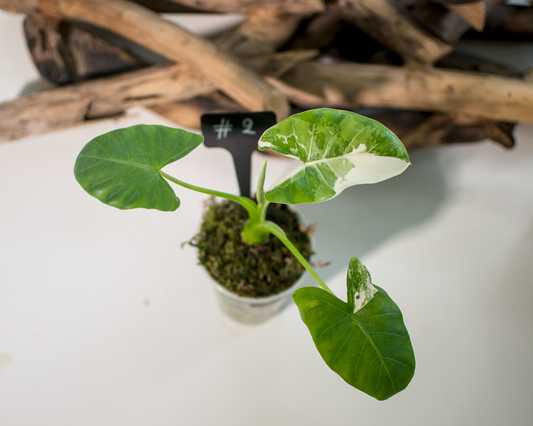 Alocasia macrorrhiza ‘Albo’ Plant x Me