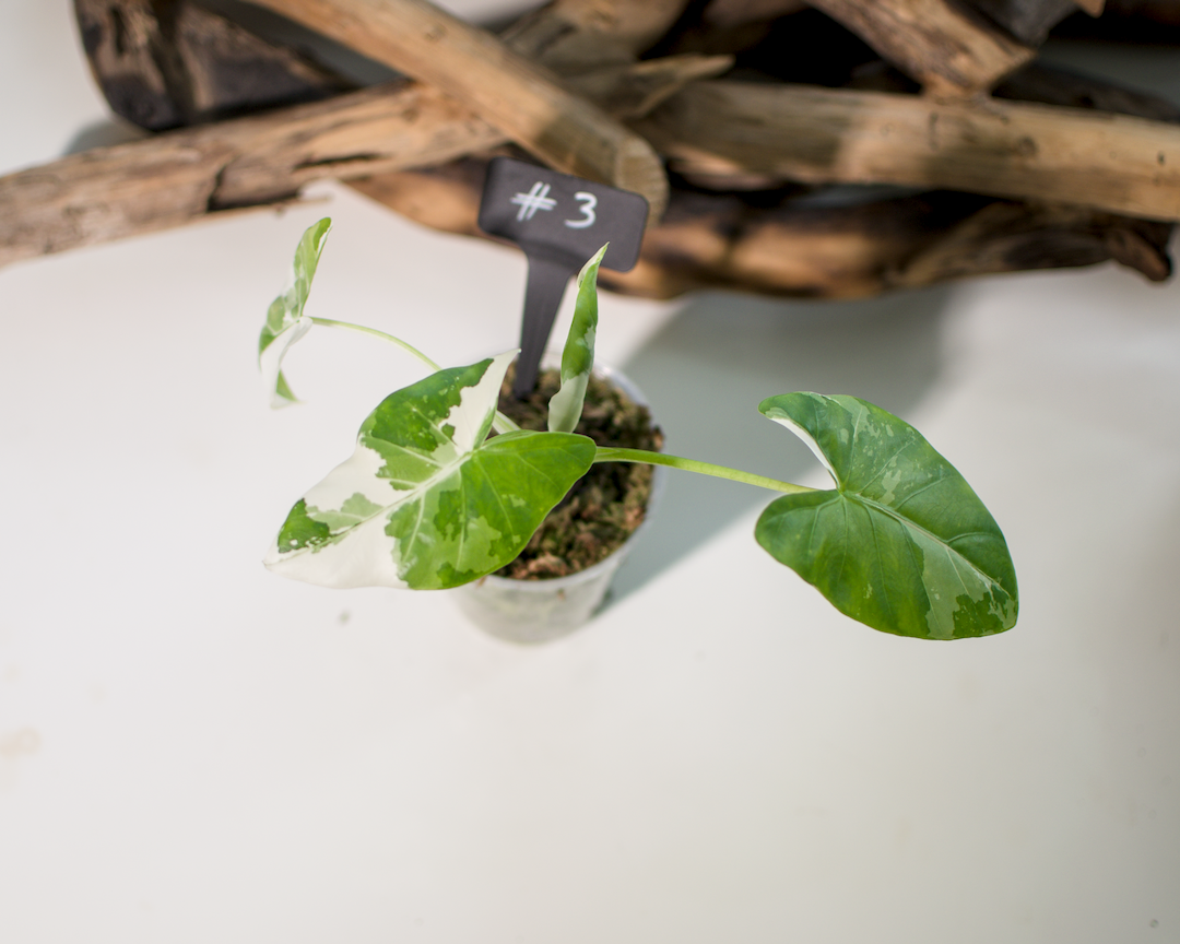 Alocasia macrorrhiza ‘Albo’ Plant x Me