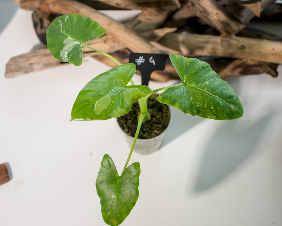 Alocasia macrorrhiza ‘Albo’ Plant x Me